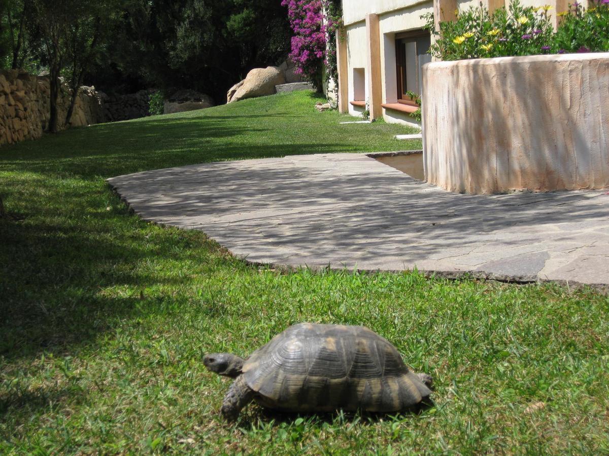 Hotel Monti Di Mola Porto Cervo Dış mekan fotoğraf